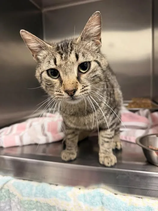 An adult medium-sized male Tabby (Gray / Blue / Silver) Domestic Short Hair cat named Ronnie for adoption in Amherst, VA