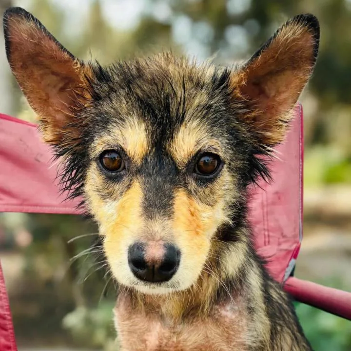 An adult small-sized female Yellow / Tan / Blond / Fawn Mixed Breed dog named Tova for adoption in Buffalo, MN