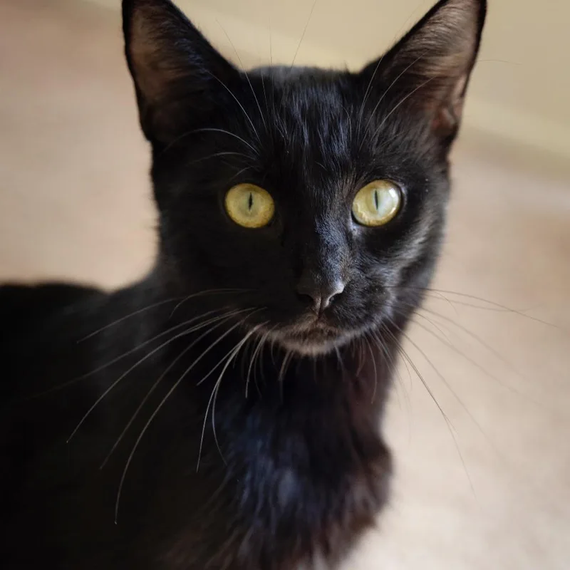 A young small-sized female Black Domestic Short Hair cat named Ophelia for adoption in Glenfield, NY
