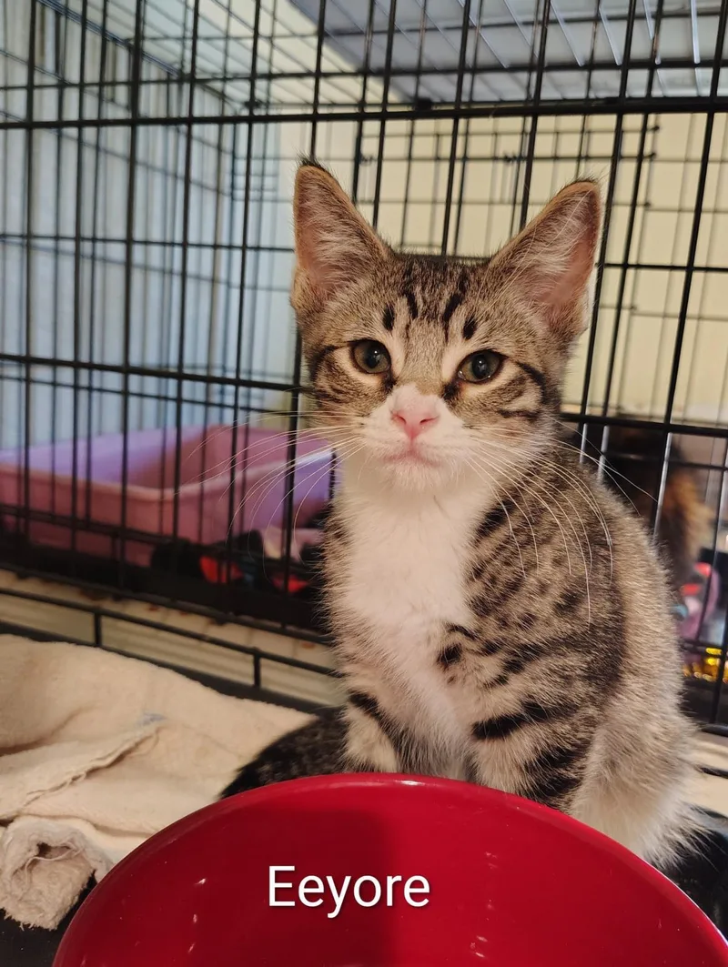 A baby medium-sized male Domestic Medium Hair cat named Eeyore for adoption in Lincoln, CA