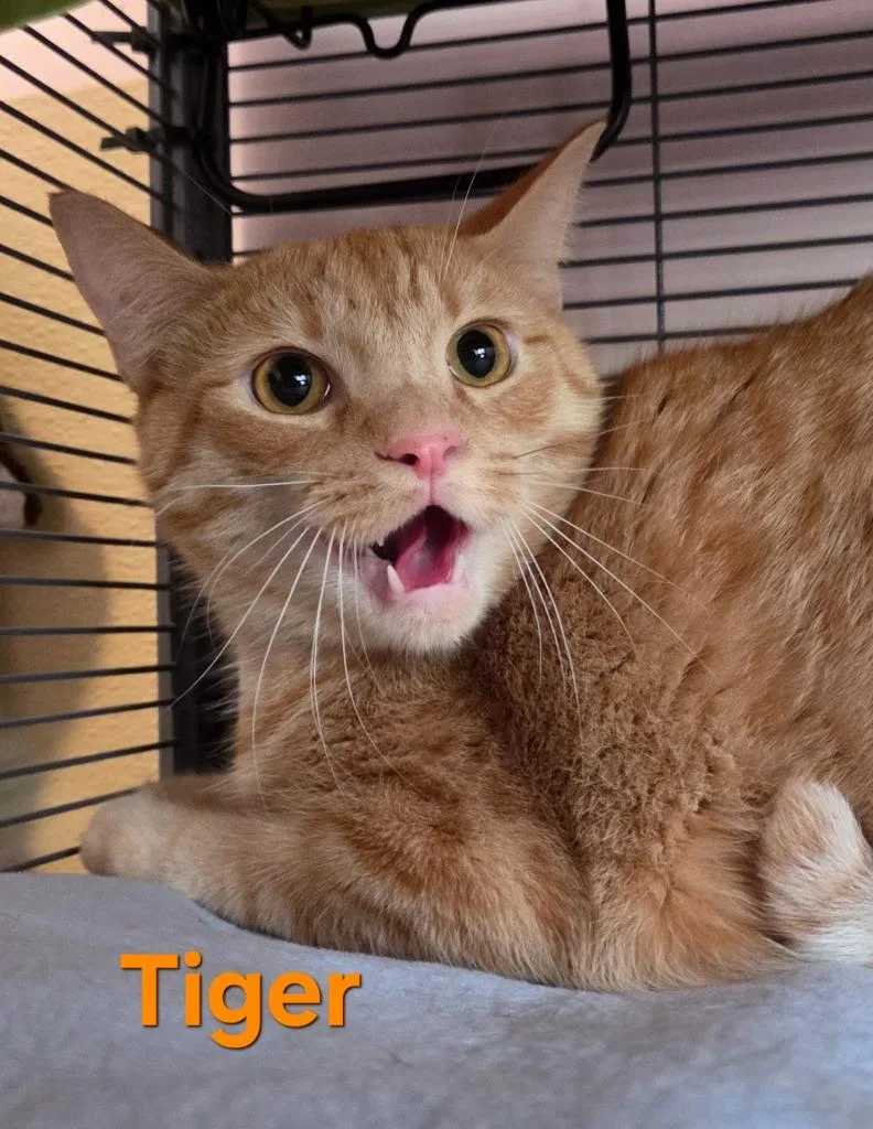 A young small-sized male Domestic Short Hair cat named Tiger for adoption in Rutherfordton, NC