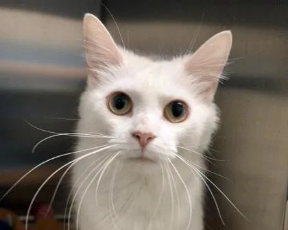 An adult small-sized female Domestic Long Hair cat named Feyre for adoption in West Seneca, NY