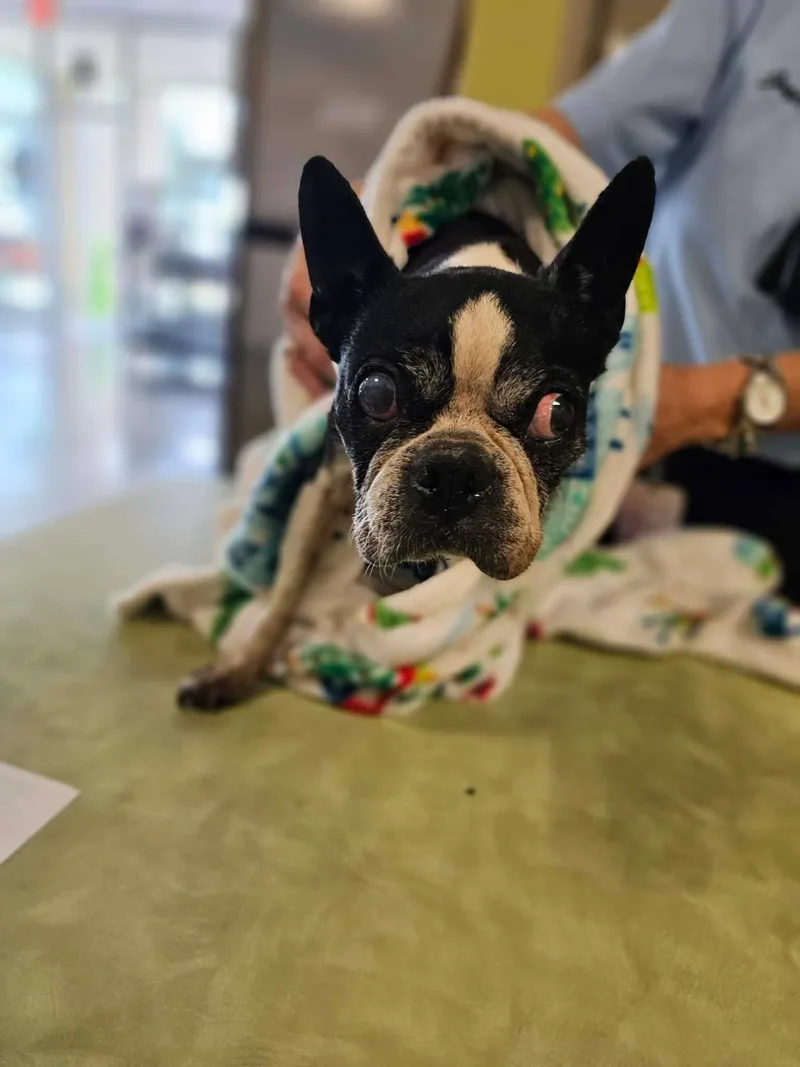 A senior small-sized female Boston Terrier dog named Found stray: Haven for adoption in Rockwall, TX