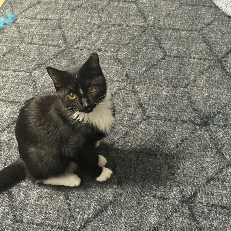 A baby medium-sized male Domestic Short Hair cat named Finn and Hope for adoption in Charlotte, NC