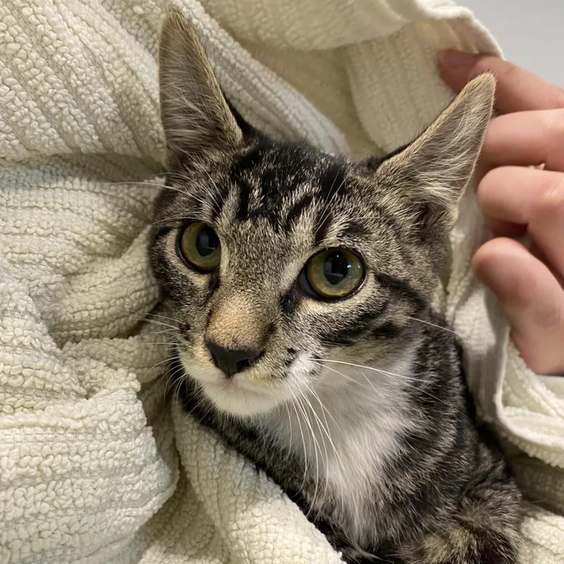 Wallaroo thumbnail 3