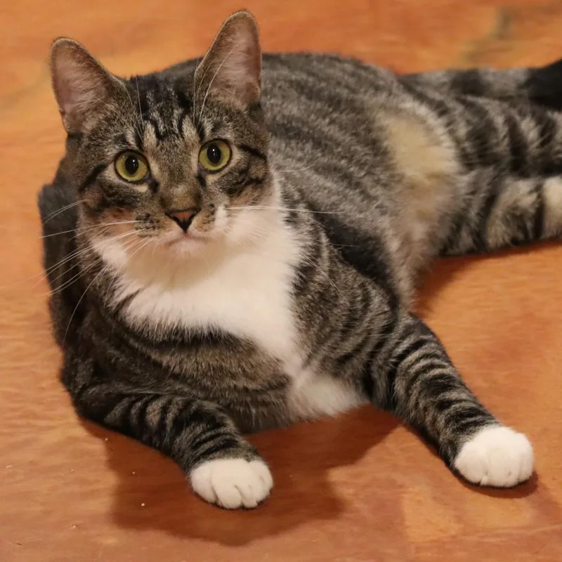 Wallaroo thumbnail 4