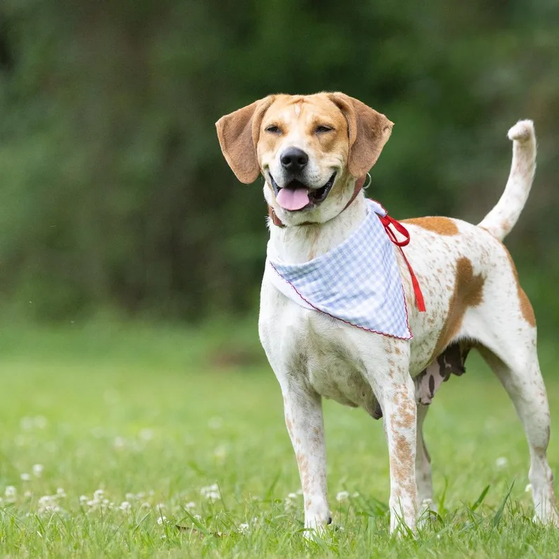 An adult medium-sized female White / Cream Treeing Walker Coonhound dog named Sophia for adoption in Rossville, GA