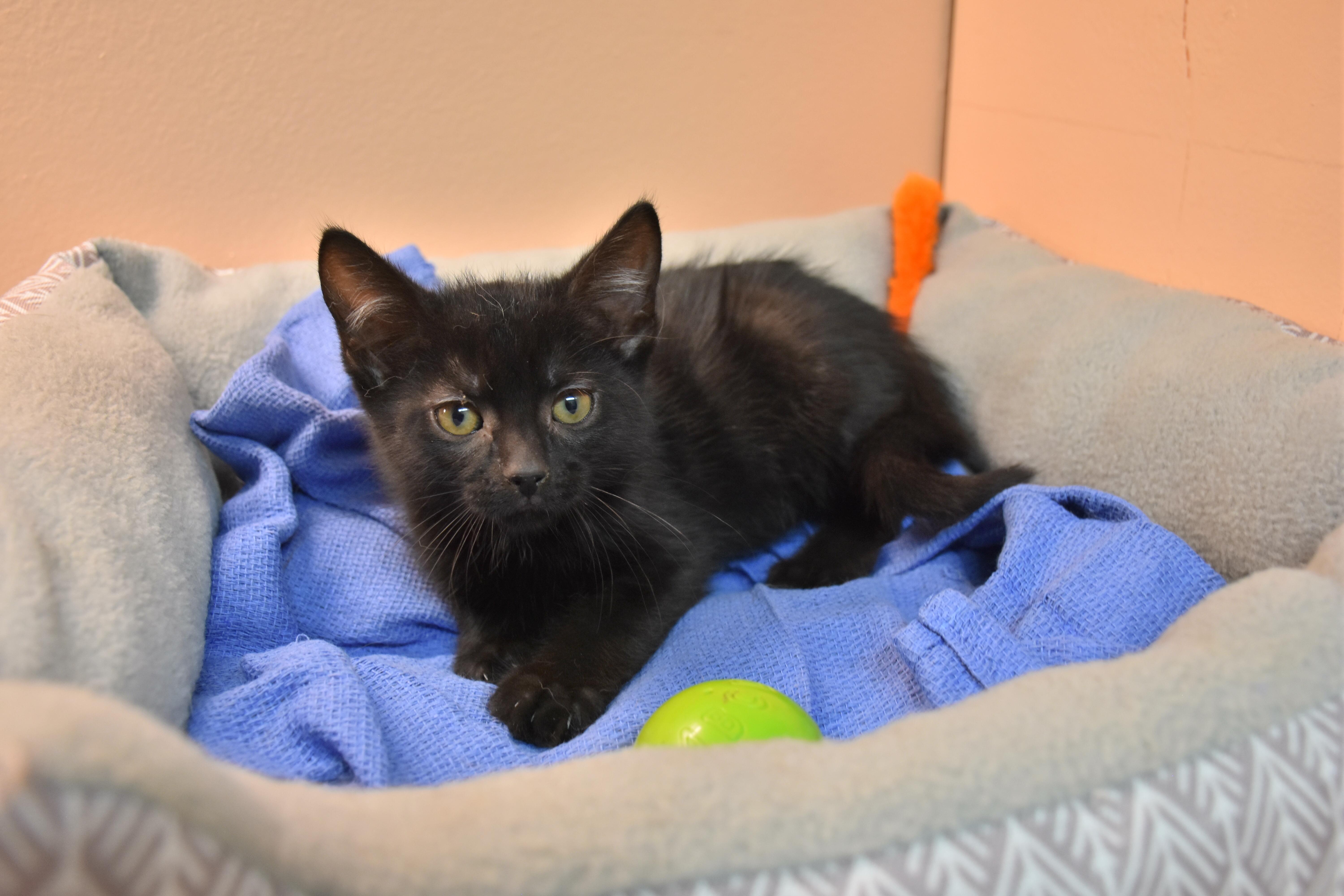A baby small-sized female Black Domestic Short Hair cat named Brie for adoption in North Judson, IN
