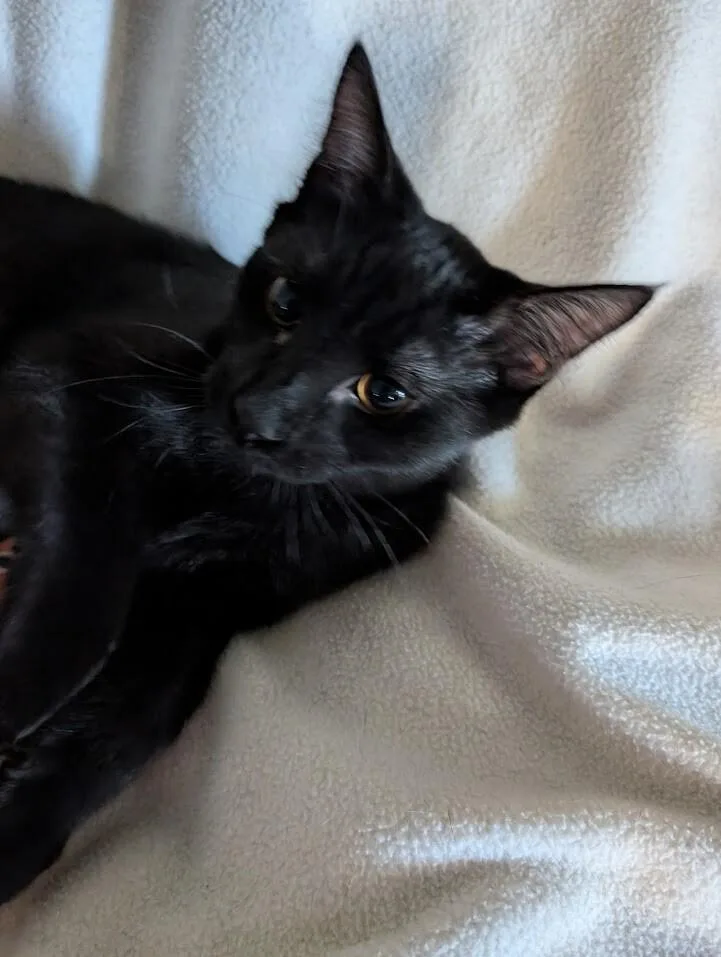 A young medium-sized male Black Domestic Short Hair cat named Sid for adoption in Adrian, MI