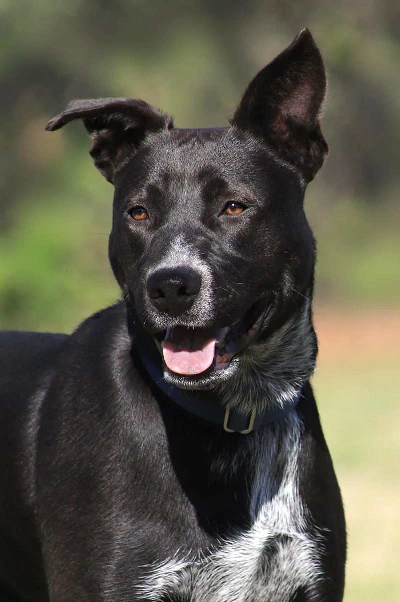 A young medium-sized male Black Mouth Cur dog named Kobe for adoption in North Fort Myers, FL