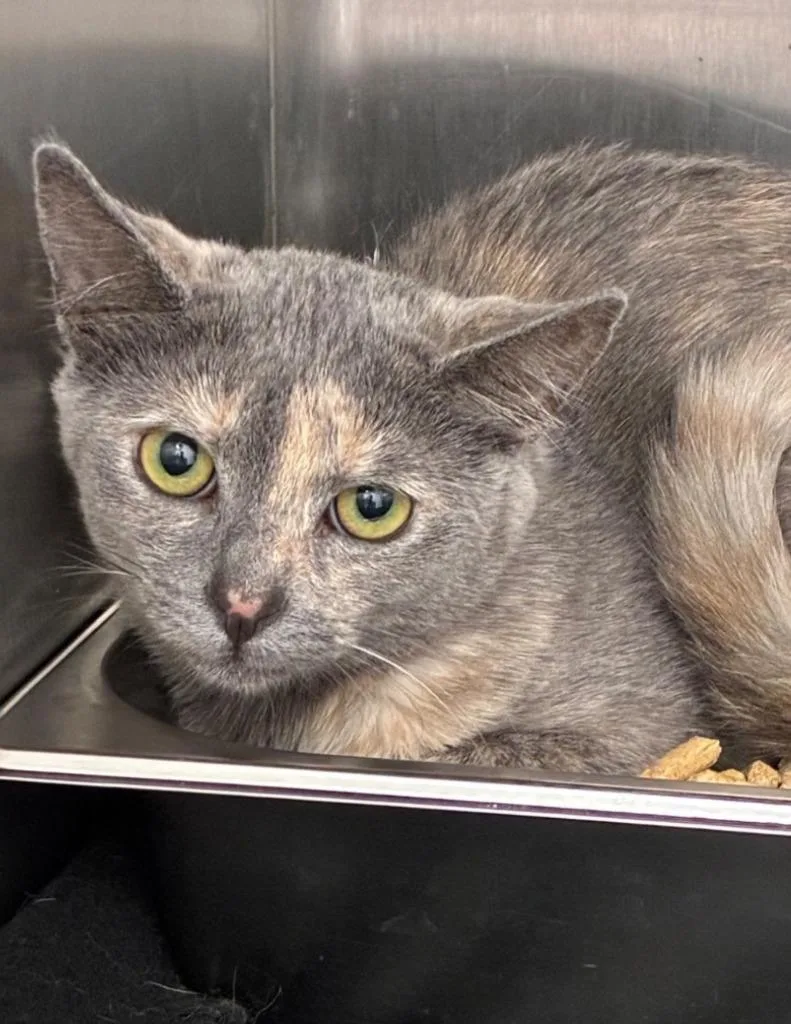 A baby medium-sized female Domestic Short Hair cat named Kamilla for adoption in Hartsville, SC