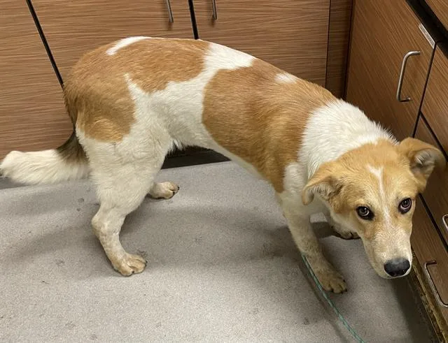 A young small-sized male Anatolian Shepherd dog named Dennis for adoption in Modesto, CA