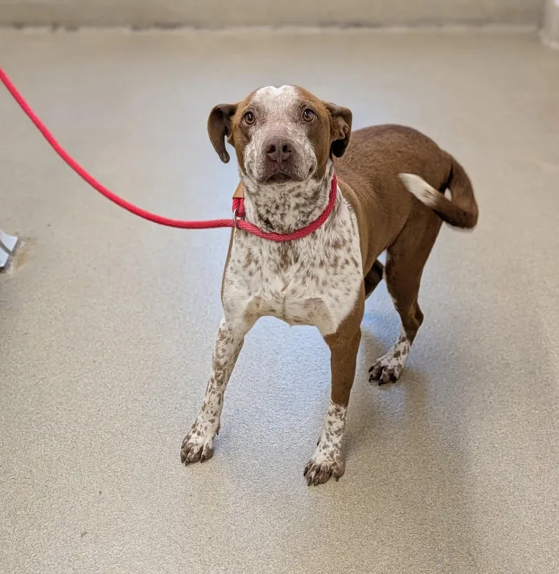 An adult medium-sized female Red / Chestnut / Orange Australian Cattle Dog / Blue Heeler dog named Lacy for adoption in Mount Vernon, OH