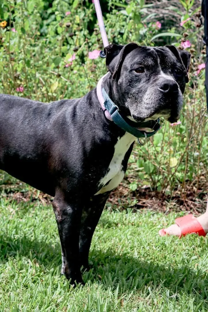 A senior medium-sized male Black Pit Bull Terrier dog named King for adoption in Houston, TX