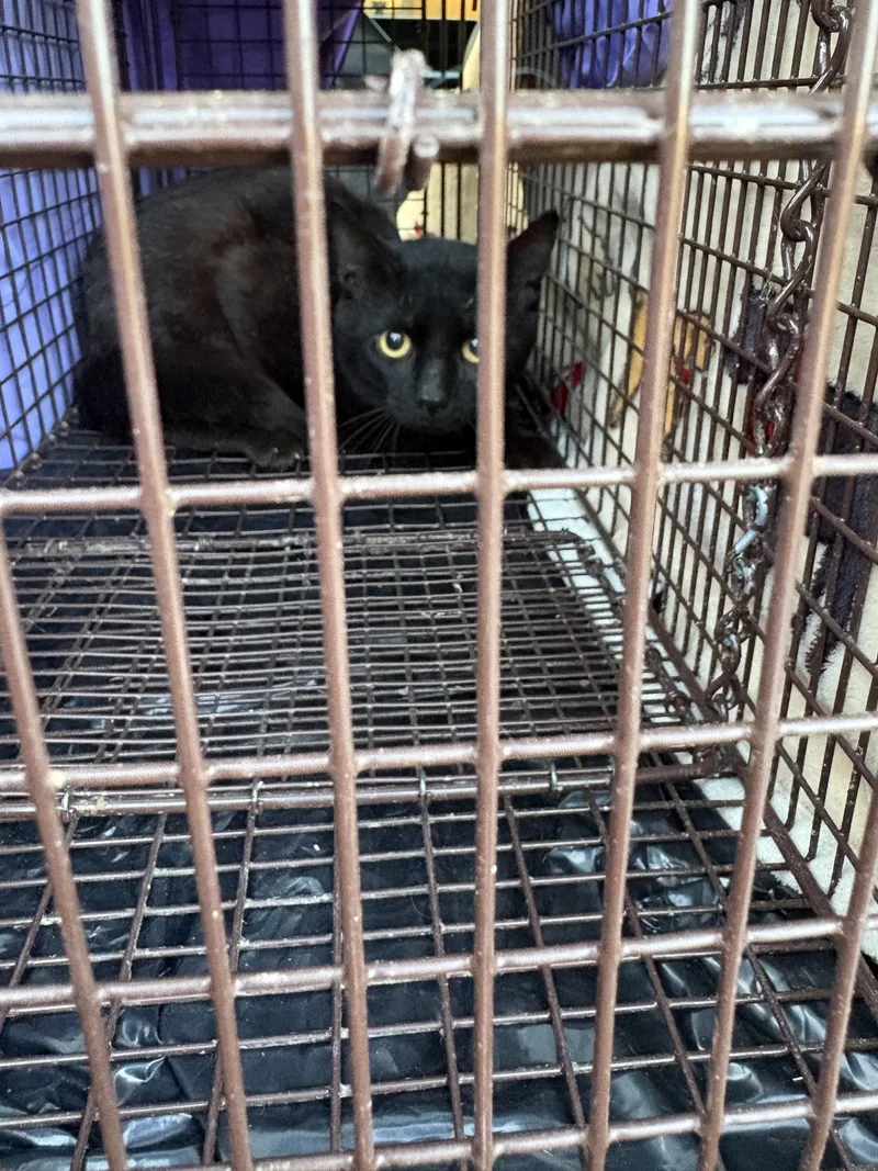 A young medium-sized female Domestic Short Hair cat named Jackie for adoption in Davidson, NC