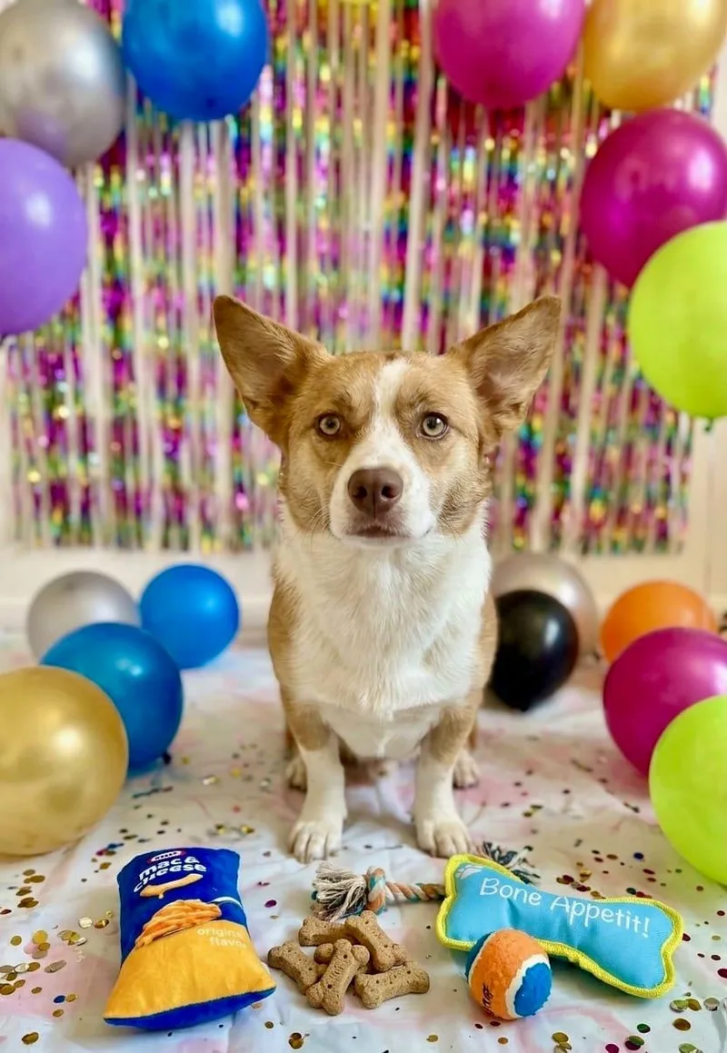 A young medium-sized male Corgi dog named Rex for adoption in Queen Creek, AZ