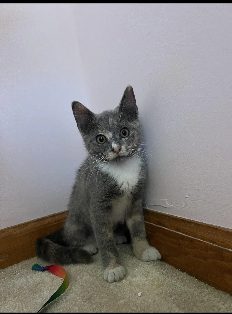 A baby medium-sized female Domestic Short Hair cat named Shauna for adoption in Yardley, PA