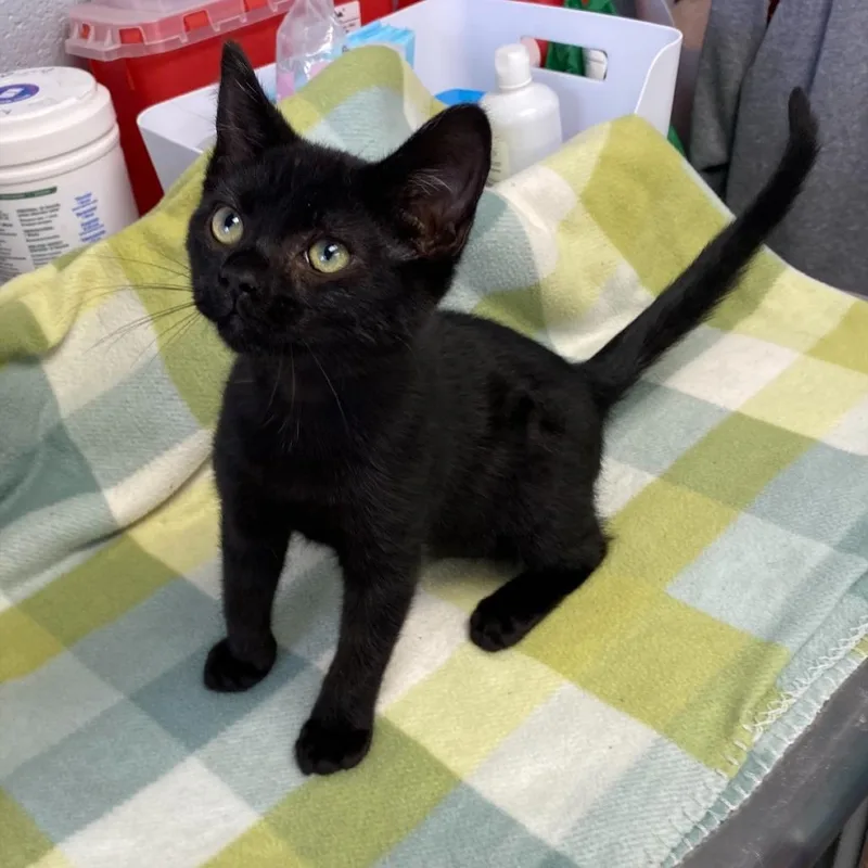 A baby small-sized male Black Domestic Short Hair cat named Shadow for adoption in Duncan, OK