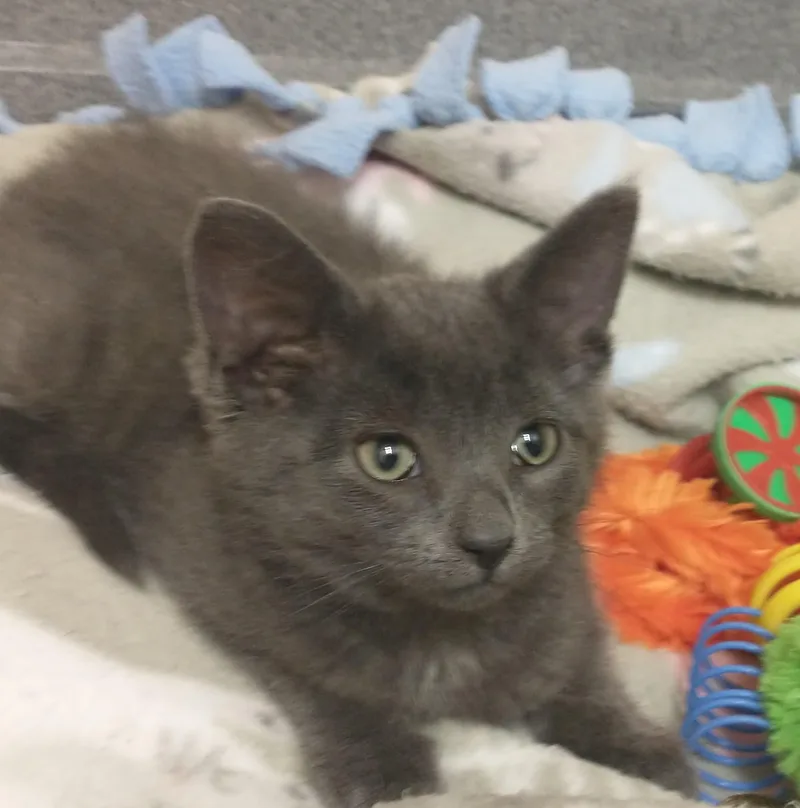 A baby medium-sized female Gray / Blue / Silver Domestic Medium Hair cat named Slippers for adoption in Tomah, WI