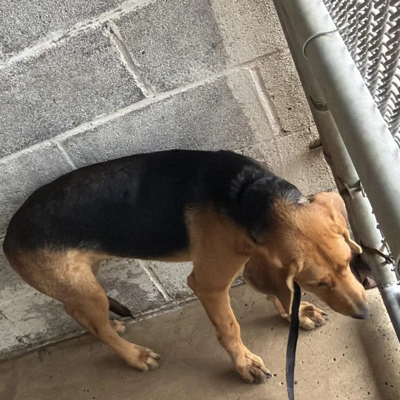 An adult medium-sized female Brown / Chocolate Beagle dog named Leena for adoption in Edinburg, TX
