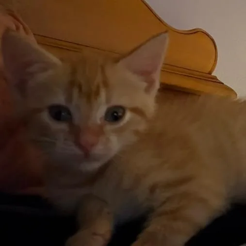 A baby small-sized female Domestic Short Hair cat named Ginger for adoption in Portage, MI