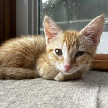 Ginger thumbnail 2