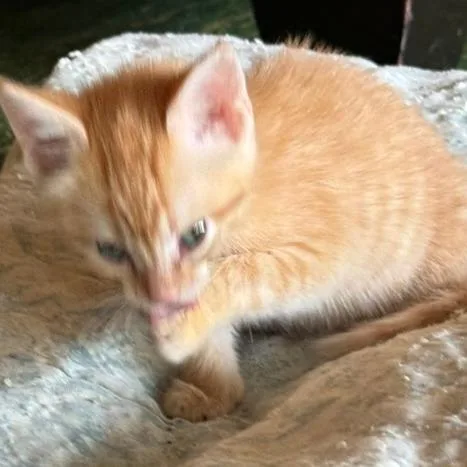 Ginger thumbnail 3