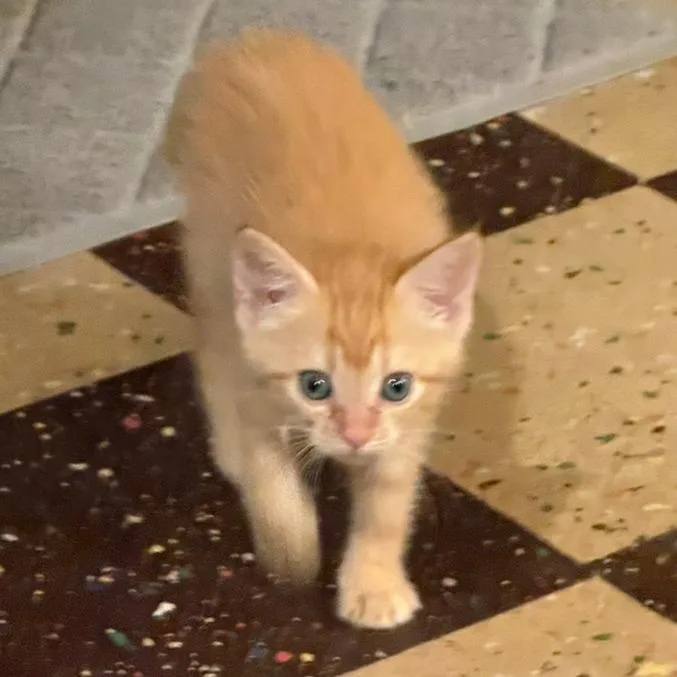 Ginger thumbnail 4