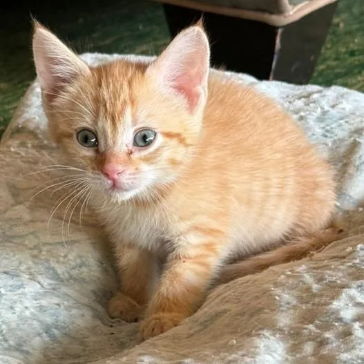 Ginger thumbnail 5