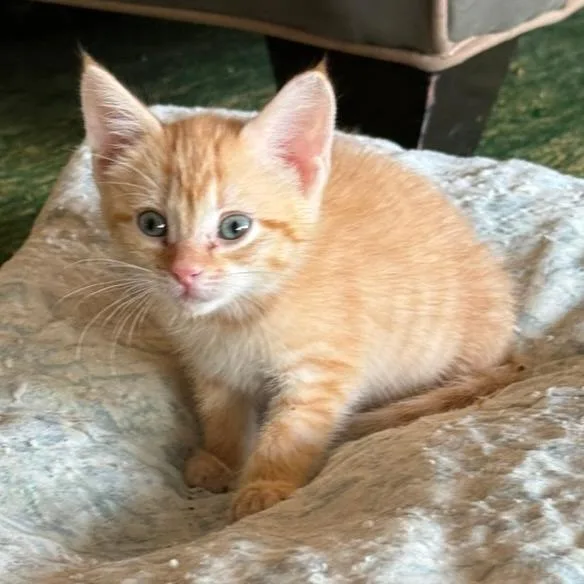 Ginger thumbnail 6