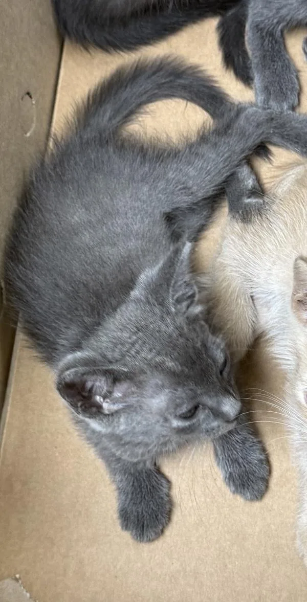 A baby small-sized male Domestic Short Hair cat named Pen Maserati for adoption in Lawrenceville, GA