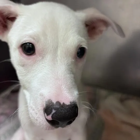 A baby small-sized female White / Cream Mixed Breed dog named Froggy for adoption in Asheville, NC
