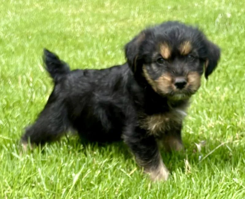 A baby small-sized male Tricolor (Brown, Black, & White) Yorkshire Terrier dog named Remy for adoption in Chesterfield, MI