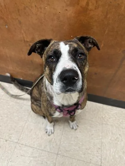 An adult large-sized female Boxer dog named Itty for adoption in Burlington, WA