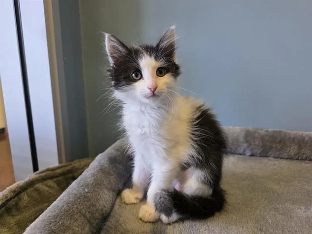 A baby small-sized female Domestic Short Hair cat named Colada for adoption in Santa Clara, CA
