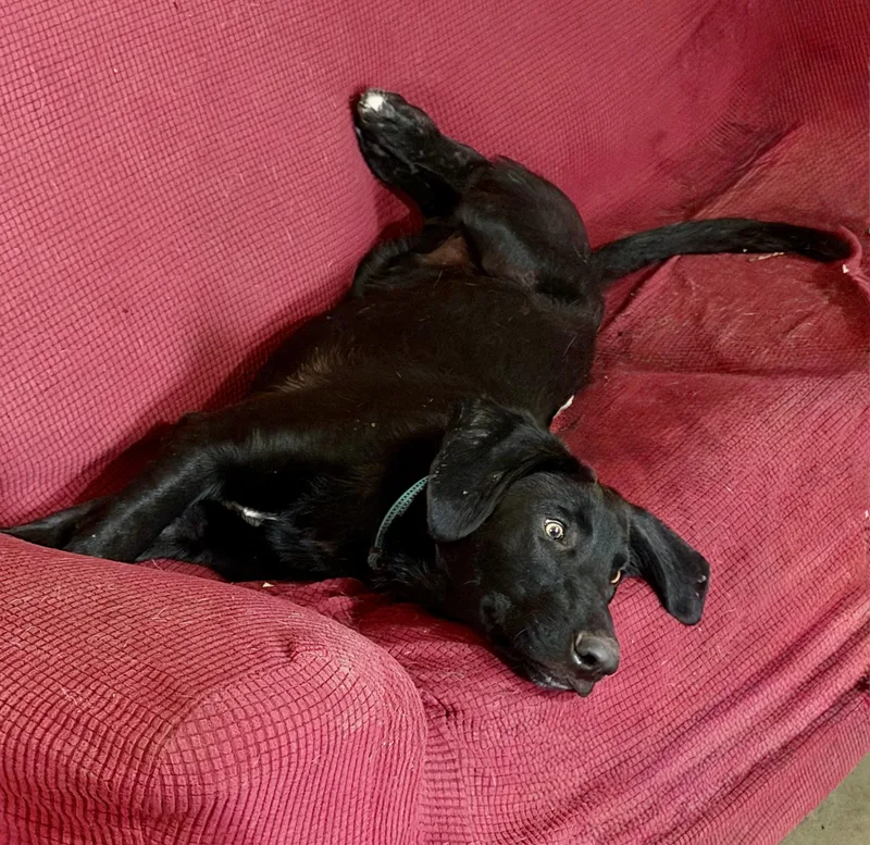 A young medium-sized male Black Labrador Retriever dog named Saint for adoption in YALE, SD