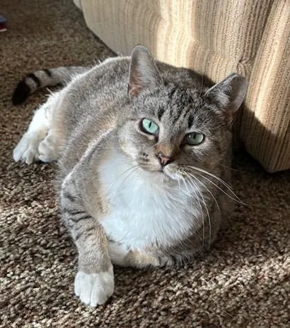 An adult medium-sized female Tabby (Brown / Chocolate) Domestic Short Hair cat named Fiona for adoption in Downers Grove, IL