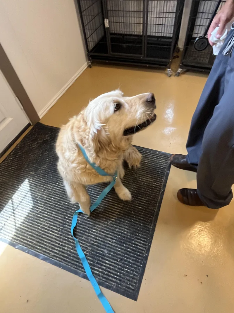 An adult large-sized female Golden Retriever dog named Twinkie for adoption in Havertown, PA