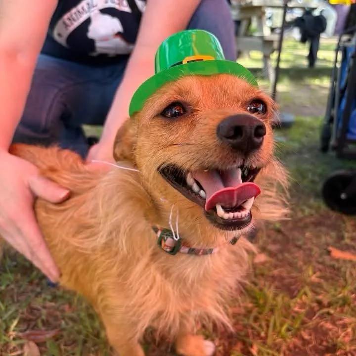 Tiki D Arriving thumbnail 3