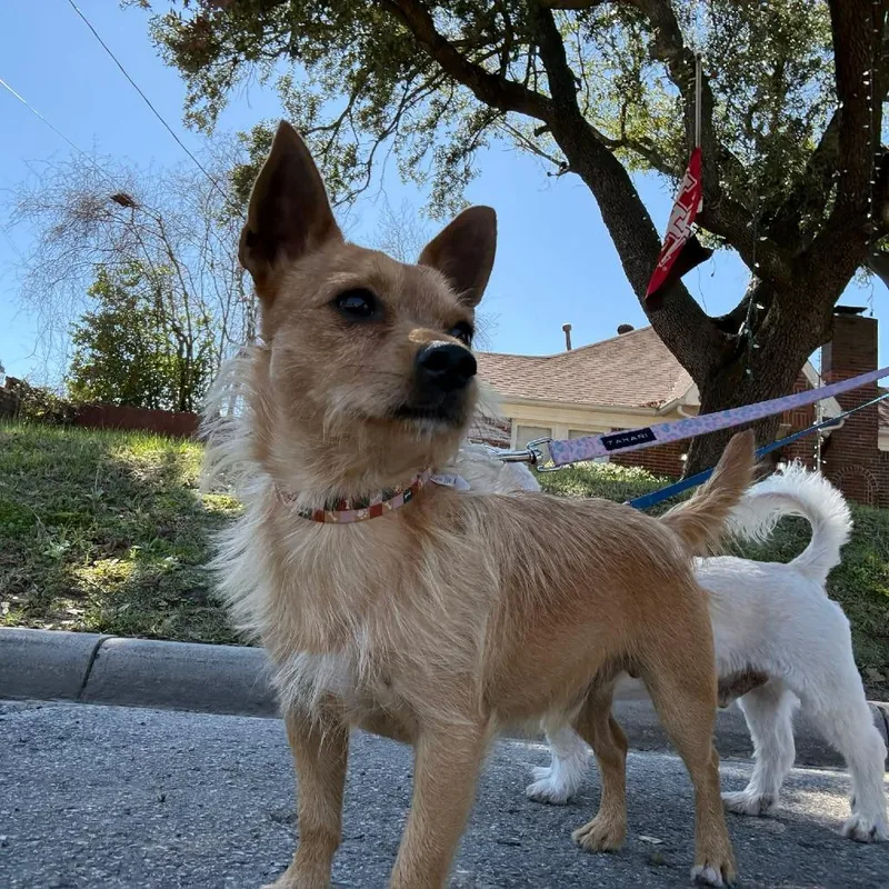 Tiki D Arriving thumbnail 5