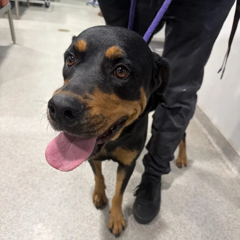 An adult large-sized female Black Rottweiler dog named Topaz for adoption in Tampa, FL