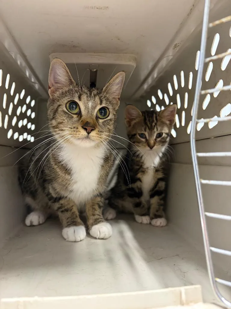 An adult medium-sized female Domestic Short Hair cat named Arugula for adoption in Bloomington, IN