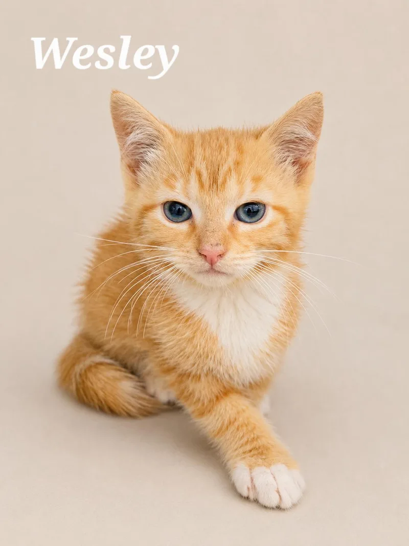 A baby medium-sized male Orange & White Tabby cat named Wesley for adoption in Monroeville, PA