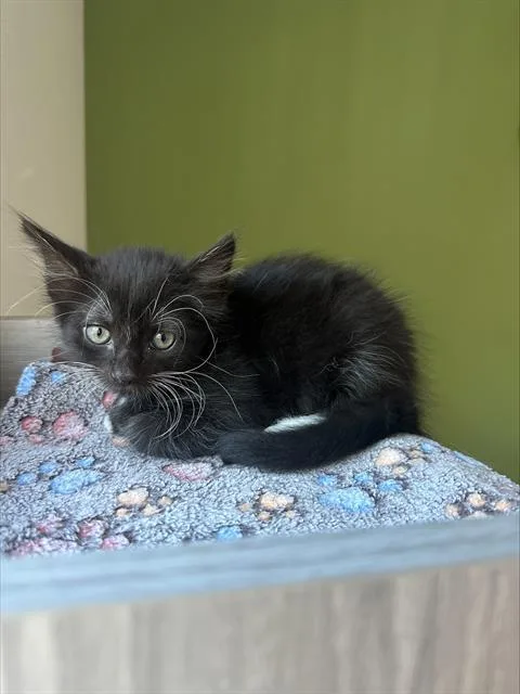 A baby small-sized male Domestic Short Hair cat named Jeanguy for adoption in Santa Cruz, CA