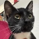 A young medium-sized male Black Domestic Short Hair cat named Tuxedo Joe for adoption in Austin, TX