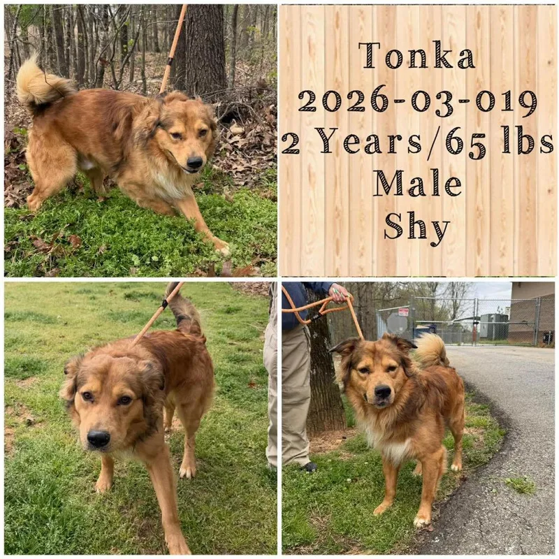 A young medium-sized male Retriever dog named Tonka for adoption in Winder, GA