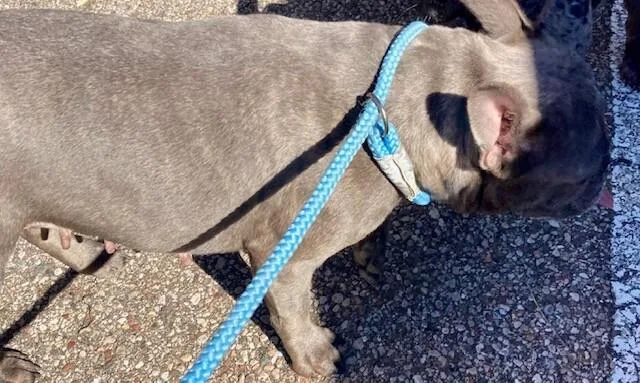 An adult small-sized female Gray / Blue / Silver Mixed Breed dog named Madigan for adoption in Cincinnati, OH