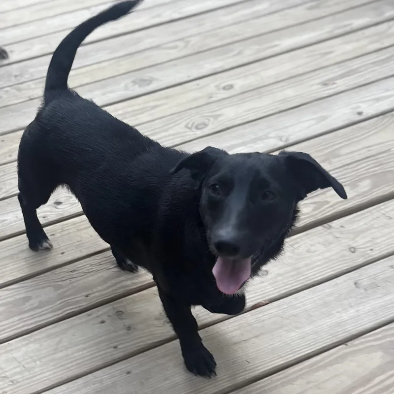An adult medium-sized female Black Labrador Retriever dog named Sable for adoption in Brewton, AL