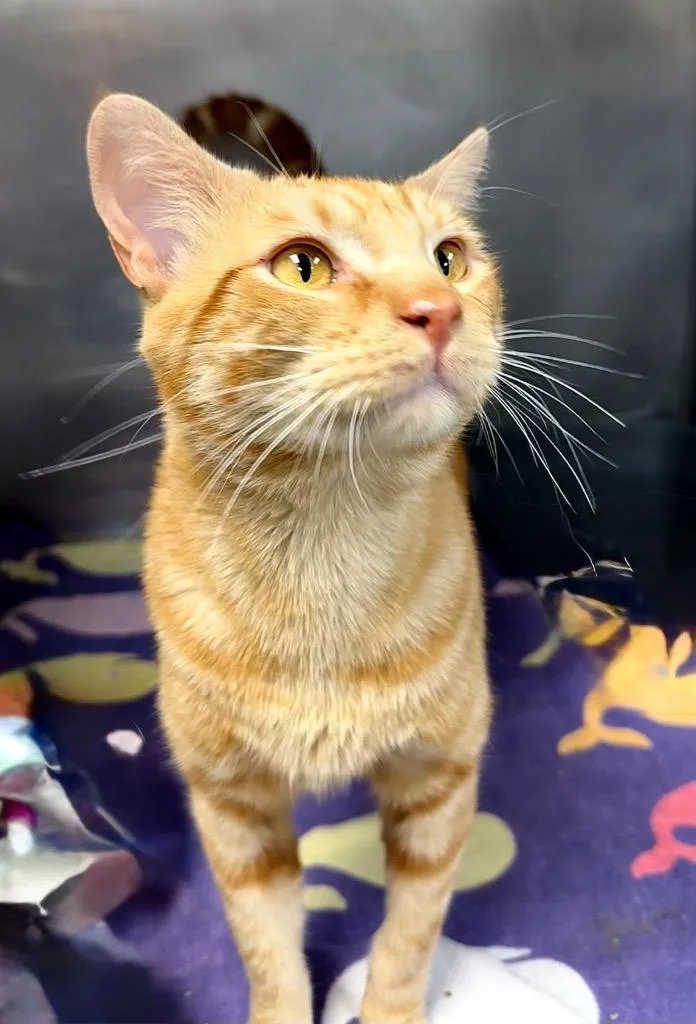 An adult large-sized male Domestic Short Hair cat named HoneyHam for adoption in Little Rock, AR