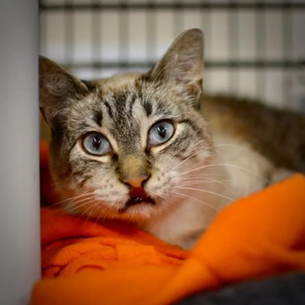 An adult small-sized male Domestic Short Hair cat named Moonshadow for adoption in Sherwood, OR